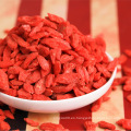 bayas de Goji